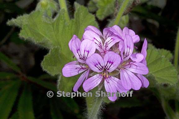 pelargonium drummondii 4 graphic